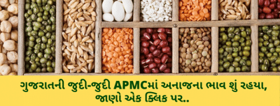 ગુજરાતની જુદી-જુદી APMCમાં અનાજના ભાવ શું રહ્યાં, જાણો એક ક્લિક પર..