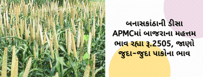 બનાસકાંઠાની ડીસા APMCમાં બાજરાના મહત્તમ ભાવ રહ્યા રૂ.2505, જાણો જુદા-જુદા પાકોના ભાવ