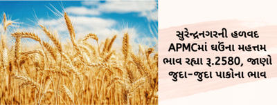 સુરેન્દ્રનગરની હળવદ APMCમાં ઘઉંના મહત્તમ ભાવ રહ્યા રૂ.2580, જાણો જુદા-જુદા પાકોના ભાવ