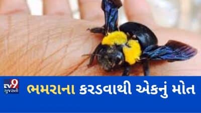 VIDEO: સાબરકાંઠાના પ્રાંતિજ પાસે ભમરાના કરડવાથી એકનું મોત