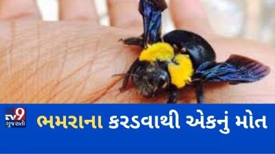 VIDEO: સાબરકાંઠાના પ્રાંતિજ પાસે ભમરાના કરડવાથી એકનું મોત