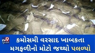 VIDEO: કેશોદમાં કમોસમી વરસાદ ખાબક્યો, માર્કેટ યાર્ડમાં મગફળીનો મોટો જથ્થો પલળ્યો