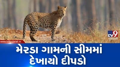 VIDEO: મહેસાણા કડી તાલુકાના મેરડા ગામની સીમમાં દીપડો દેખાતા લોકોમાં ભયનો માહોલ