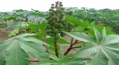 પાટણમાં બેકાબૂ તીડનો આતંક યથાવત, ખેડૂતોએ તીડને દૂર કરવા હાથ ધરી કામગીરી, જુઓ VIDEO