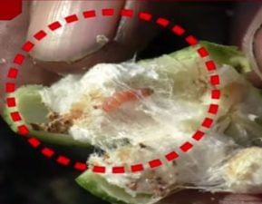 ઘોરાજી પંથકમાં કપાસમાં ઇયળોનો ઉપદ્રવ, મુશ્કેલી નથી છોડી રહી ખેડૂતોનો પીછો, જુઓ VIDEO