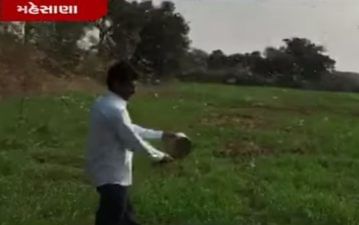 મહેસાણાના સુદાસણા ગામમાં તીડનો આતંક! ખેડૂતો થાળી વેલણ લઈને તીડ ભગાડવા બન્યા મજબુર, જુઓ VIDEO