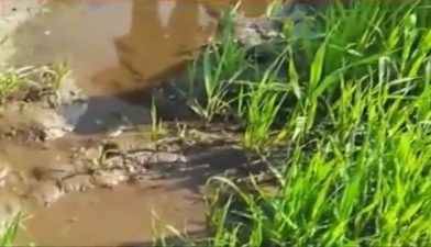બનાસકાંઠાના રાહ ગામમાં બોરવેલમાંથી નિકળ્યું કાળું પાણી! કાળું પાણી નીકળતા લોકોમાં કુતુહલ, જુઓ VIDEO
