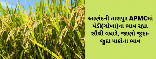 આણંદની તારાપુર APMCમાં પેડી(ચોખા)ના ભાવ રહ્યા સૌથી વધારે, જાણો જુદા-જુદા પાકોના ભાવ