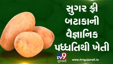 સુગર ફ્રી બટાકાની વૈજ્ઞાનિક પધ્ધતિથી ખેતી, જુઓ VIDEO
