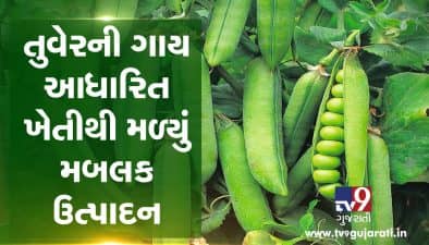 તુવેરની ગાય આધારિત ખેતીથી મળ્યું મબલક ઉત્પાદન, જુઓ VIDEO