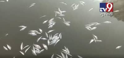 મોરબી: સુલતાનપુર ગામે ઘોડાધ્રોઈ નદીમાં થયા માછલીઓના મોત, જુઓ VIDEO