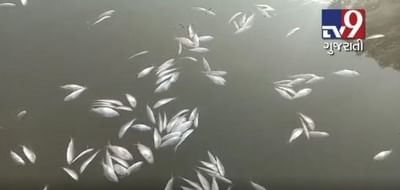 મોરબી: સુલતાનપુર ગામે ઘોડાધ્રોઈ નદીમાં થયા માછલીઓના મોત, જુઓ VIDEO