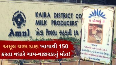 આણંદ જિલ્લામાં અમૂલ ચરમ દાણ ખાવાથી 150 કરતા વધારે ગાયોના મોત, ડેરી બહાર પશુપાલકોએ બેસણું રાખ્યું
