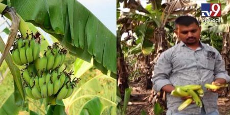 કમોસમી વરસાદના કેર બાદ ખેડૂતો માથે આવી આ નવી આફત, જુઓ VIDEO