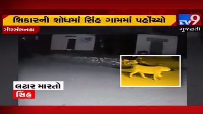 વેરાવળ નજીક કુકરાસ ગામમાં રાત્રીના સમયે સિંહ લટાર મારતો દેખાયો, CCTV ફૂટેજ સામે આવ્યા