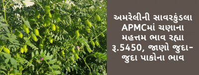 અમરેલીની સાવરકુંડલા APMCમાં ચણાના મહત્તમ ભાવ રહ્યા રૂ.5450, જાણો જુદા-જુદા પાકોના ભાવ