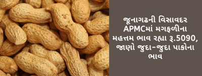 જૂનાગઢની વિસાવદર APMCમાં મગફળીના મહત્તમ ભાવ રહ્યા રૂ.5090, જાણો જુદા-જુદા પાકોના ભાવ