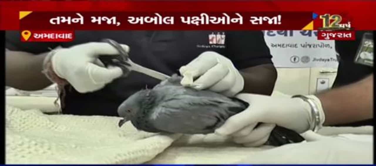 VIDEO: અબોલ પશુ પક્ષીઓના જીવ બચાવતું જીવદયા ટ્રસ્ટ, 37 કરતા વધુ ડૉક્ટરોની ટીમ અને 100 સભ્યોની ટીમ સતત ખડેપગે