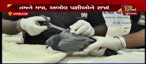 VIDEO: અબોલ પશુ પક્ષીઓના જીવ બચાવતું જીવદયા ટ્રસ્ટ, 37 કરતા વધુ ડૉક્ટરોની ટીમ અને 100 સભ્યોની ટીમ સતત ખડેપગે