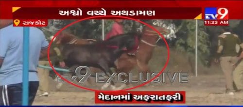 VIDEO: રાજકોટમાં અશ્વ યુદ્ધ ! અશ્વ શૉ દરમિયાન બે અશ્વો બાખડ્યા, મેદાનમાં મચી ગઈ અફરાતફરી