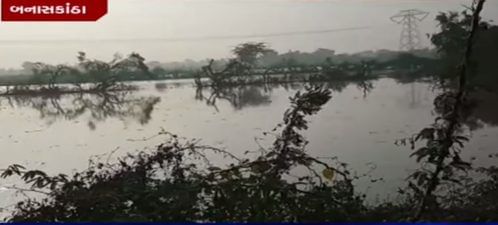 ખેડૂતો બન્યા ચિંતિત! કેનાલમાં ગાબડાંના કારણે જીરાના પાકમાં ફરી વળ્યાં પાણી, જુઓ VIDEO