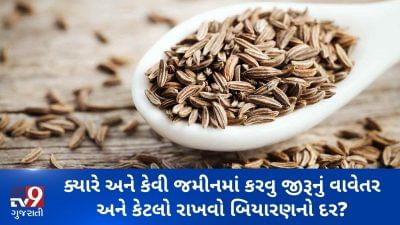 ક્યારે અને કેવી જમીનમાં કરવું જીરૂનું વાવેતર અને કેટલો રાખવો બિયારણનો દર? જુઓ VIDEO