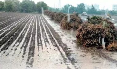 VIDEO: કમોસમી વરસાદથી નુકસાનને લઈ ખેડૂતોને નથી મળી સહાય, રાજકોટ જિલ્લાના 20 હજાર ખેડૂતો કૃષિ સહાયથી વંચિત