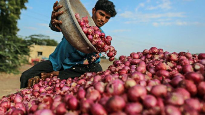 VIDEO: ડુંગળીના મબલક ઉત્પાદનના કારણે ભાવ તળીયે બેસી જતા ખેડૂતો પાયમાલ