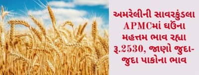 અમરેલીની સાવરકુંડલા APMCમાં ઘઉંના મહત્તમ ભાવ રહ્યા રૂ.2530, જાણો જુદા-જુદા પાકોના ભાવ