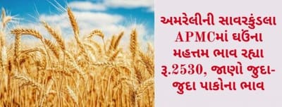 અમરેલીની સાવરકુંડલા APMCમાં ઘઉંના મહત્તમ ભાવ રહ્યા રૂ.2530, જાણો જુદા-જુદા પાકોના ભાવ