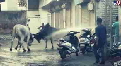 VIDEO: નર્મદાના રાજપીપળામાં બે આખલાઓની લડાઈમાં વાહનોને પહોંચ્યું નુકસાન