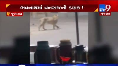 VIDEO: જૂનાગઢના ભવનાથમાં સિંહે કર્યું ગાયનું મારણ, ભારતી આશ્રમ સામે સિંહે કર્યું ગાયનું મારણ