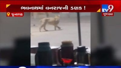 VIDEO: જૂનાગઢના ભવનાથમાં સિંહે કર્યું ગાયનું મારણ, ભારતી આશ્રમ સામે સિંહે કર્યું ગાયનું મારણ