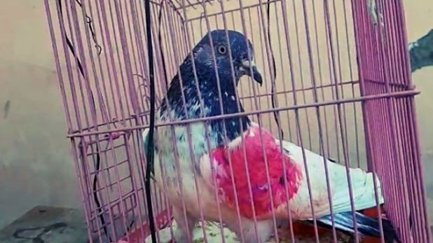 પક્ષીની મદદથી થઈ રહી છે જાસૂસી? ભારત-પાકિસ્તાન બોર્ડર પર મળી આવ્યું કોડ સાથેનું કબૂતર