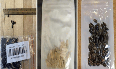 ચીનના કારસ્તાનથી અમેરિકાના 22 રાજ્યોમાં ફેલાયો ભય