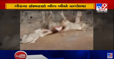 બોલીવુડનાં મહાનાયક અમિતાભ બચ્ચને કર્યું ગુજરાતને યાદ,વીડિયો શેર કરીને ગીરના સિંહના સંસ્મરણોને વાગોળ્યા,વાંચો કયા વિડિયોને લઈને આવ્યું ગુજરાત યાદ