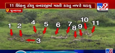 જુનાગઢ: 11 સિંહનુ ટોળુ વનરાજીમાં મસ્તી કરતુ નજરે ચડયુ, જુઓ VIDEO