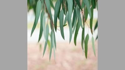 અનેક ઔષધિય ગુણોથી ભરપૂર છે નિલગીરીના પાન, જાણો તમામ ફાયદાઓ