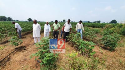 સાબરકાંઠાઃ વડાલીના થુરાવાસ વિસ્તારમાં સુકારાથી કપાસનો પાક નિષ્ફળ થતાં ખેડૂતો પરેશાન