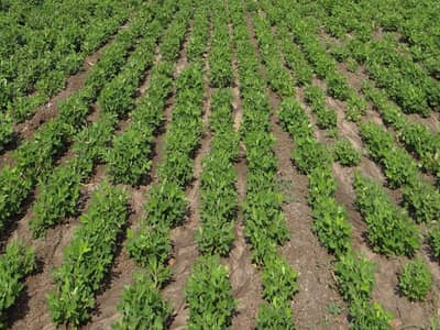 કાલાવડ: ભારે વરસાદથી મગફળી, કપાસ અને ડુંગળીના પાકનું થયું ધોવાણ, સરકાર પોતાની ગાઇડ લાઇનમાં ફેરફાર કરી આપે વળતર