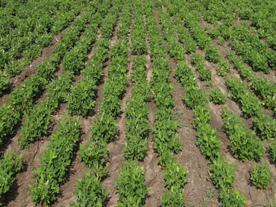 કાલાવડ: ભારે વરસાદથી મગફળી, કપાસ અને ડુંગળીના પાકનું થયું ધોવાણ, સરકાર પોતાની ગાઇડ લાઇનમાં ફેરફાર કરી આપે વળતર