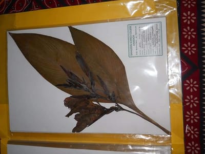 સુરતના પર્યાવરણ પ્રેમી શિક્ષકે કર્યું હર્બેરીયમ શીટનું કલેકશન, જાણો તેના વિશે