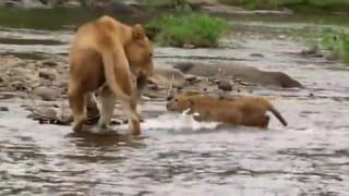 ગીરસોમનાથ: નદીનો પ્રવાહ પસાર કરતો સિંહ પરિવાર કેમેરામાં થયો કેદ, જુઓ VIDEO