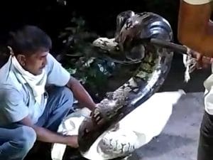 ગીરસોમનાથ-ગીરના દ્રોણ ગામે આવી ચડ્યો મહાકાય અજગર, અને પછી શરૂ થઈ પકડવા માટેની જહેમત