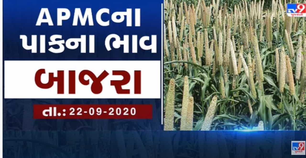 મગફળીનો સૌથી વધુ ભાવ સાવરકુંડલામાં, 4000થી 5100 વચ્ચે બોલાયો ભાવ, ગુજરાતના વિવિધ એપીએમસીના 22 સપ્ટેમ્બરના ભાવ