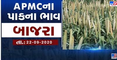 મગફળીનો સૌથી વધુ ભાવ સાવરકુંડલામાં, 4000થી 5100 વચ્ચે બોલાયો ભાવ, ગુજરાતના વિવિધ એપીએમસીના 22 સપ્ટેમ્બરના ભાવ