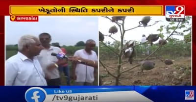 સાબરકાંઠા જિલ્લાના ઇડર, વડાલી અને ખેડબ્રહ્મા વિસ્તારનાં ખેડુતોને કપાસની ખેતીમાં નુક્શાનની વકી, પાકમાં સુકારો અને ફુગ આવી જતા પાક નષ્ટ થવાનાં આરે, સરકાર પાસે નુક્શાન વળતરની કરી માગ