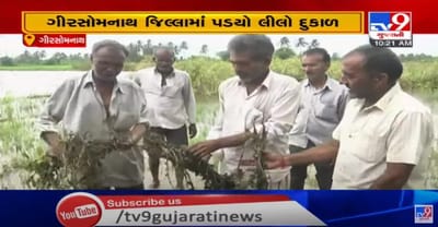ગીર સોમનાથમાં લીલો દુષ્કાળ, ખેતરો દરિયામાં પલટાયા, અનેક પાક બળી ગયા, ખેડૂતોને મદદ કરીને ઉગારવા અપીલ