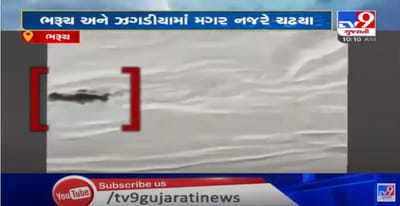 નર્મદાના નીરની સાથે ભરૂચ અને ઝધડીયામાં ઘસી આવ્યા મગર