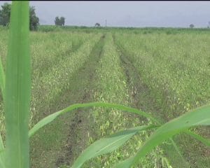 ખેડુતો માટે વરસાદ વરસે તો પણ તકલીફ અને ન વરસે તો પણ તકલીફ, સાબરકાંઠા વડાલીનાં ધરોઇ કાંઠા વિસ્તારમાં ભેજ ફુટી નિકળતા ખેતીમાં નુકશાન